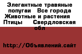 Элегантные травяные попугаи - Все города Животные и растения » Птицы   . Свердловская обл.